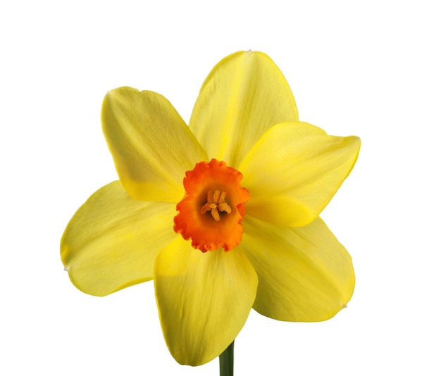 Yellow Daffodil isolated on White Background