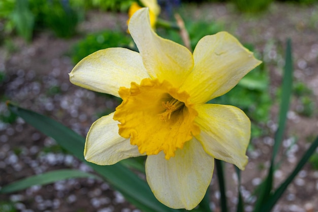 A yellow daffodil with a large white center