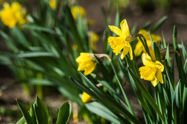 Yellow daffodils closeup on blurred background Flowers with green leaves with bokeh Photo of new life Photo for Earth Day in 22 April