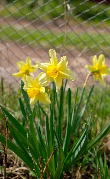 Yellow daffodils closeup in the country