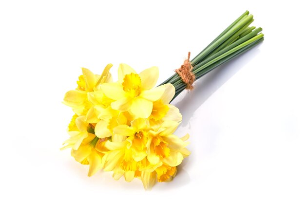 Yellow daffodils isolated on white background