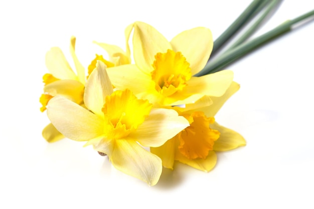 Yellow daffodils isolated on white background