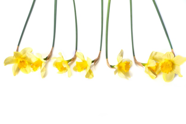 Yellow daffodils isolated on white background