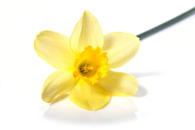 Yellow daffodils isolated on white background