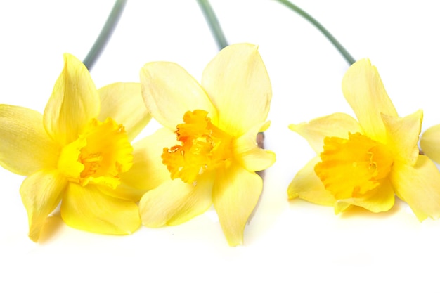 Yellow daffodils isolated on white