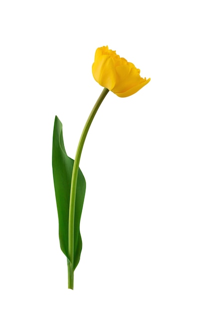 yellow daffodils and tulips with green leaves isolated on a white background