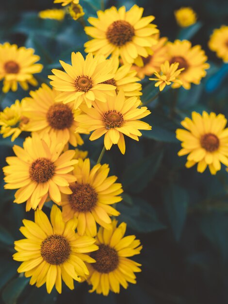 Yellow daisies background close up