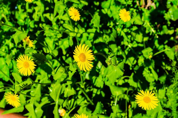 Yellow daisies in the green grass on a summer day.