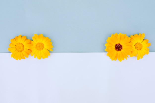 A yellow daisy flower lying on a blue background Pastel background with a daisy pattern Flat layer top view Beautiful floral pattern Flower arrangement Creative layout of the copy space