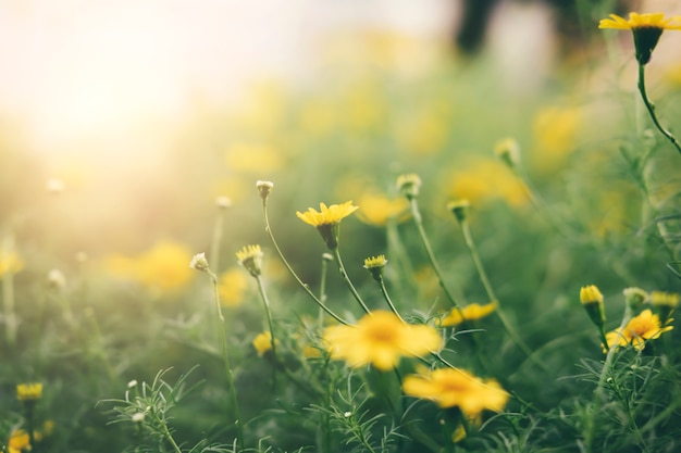 Yellow daisy flowers background.