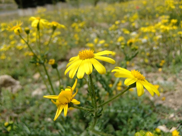 Yellow daisy flowers growing in the garden beauties of spring