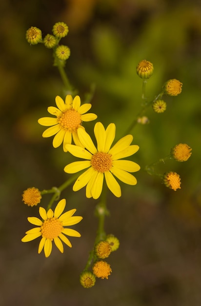 Yellow daisy macro shot with selective focus