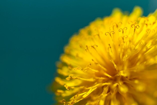 Yellow dandelion closeup on dark blue background pistils and pollen floral abstract copy space macro