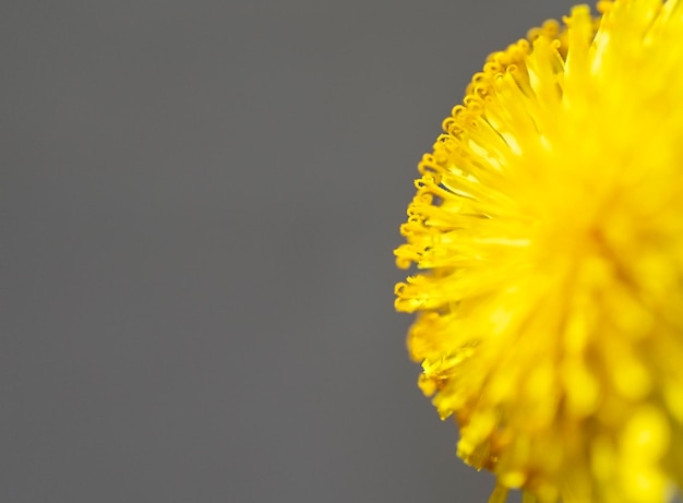 Yellow dandelion closeup on gray background pistils and pollen floral background copy space macro