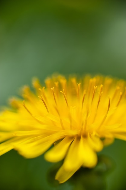 Yellow dandelion closeup stamen