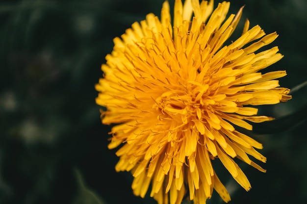 Yellow dandelion closeup in the wild field Sunny flowers