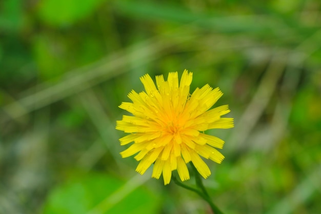 A yellow dandelion flower blooms in the meadow summer or spring background