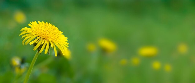 Yellow dandelion flower on green grass background Banner