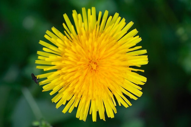 Yellow dandelion flower macro photo of a beetle