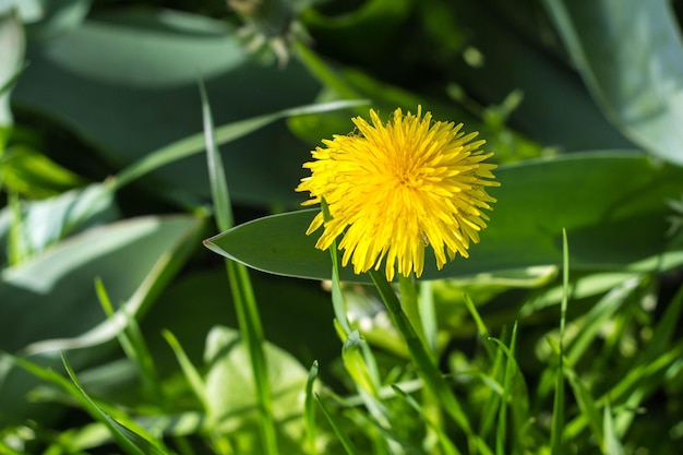 Yellow dandelion flower spring background