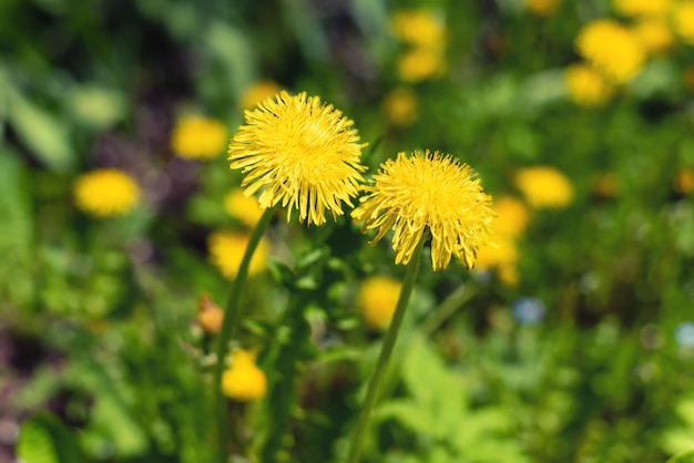 Yellow dandelion flowers on a blurred background