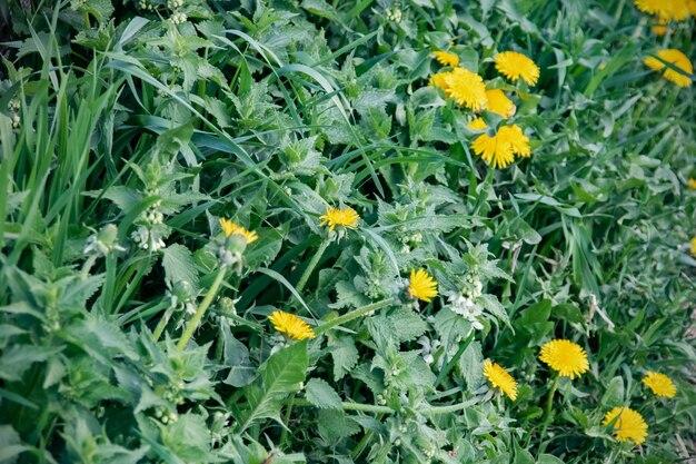 Yellow dandelion flowers among green grass in summer