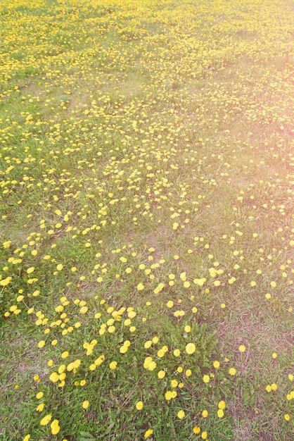 Yellow dandelion flowers in meadow Spring landscape