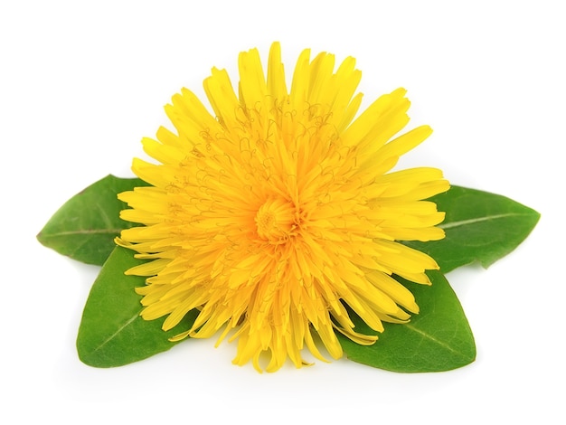 Yellow dandelion flowers with leaves on white