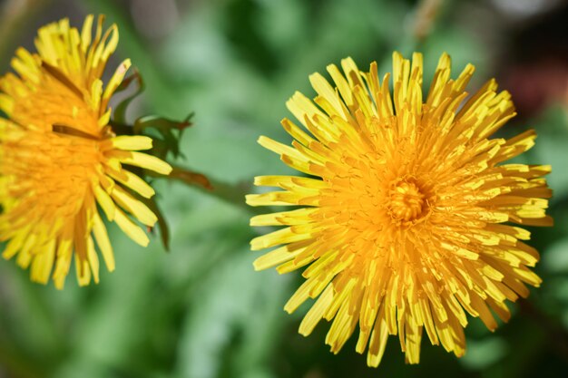 yellow dandelion in the sunlight