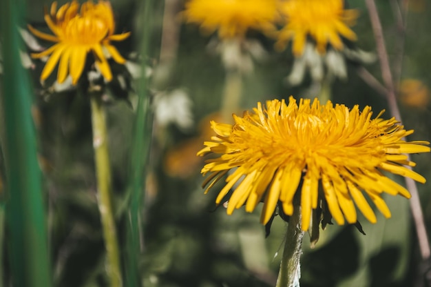 Yellow dandelion in the wild field closeup Sunny flowers