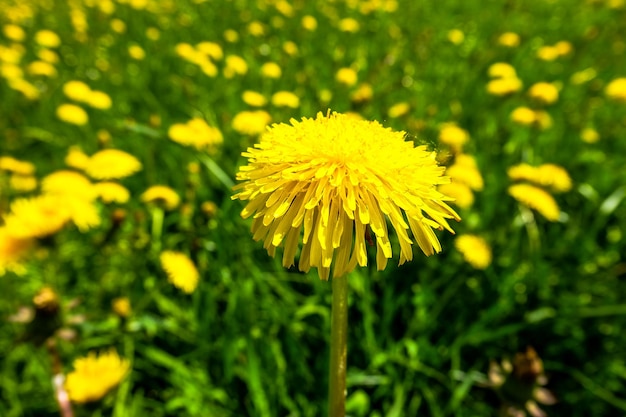 Yellow Dandelions in Bavaria, Germany.