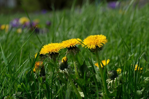 Yellow dandelions bloom