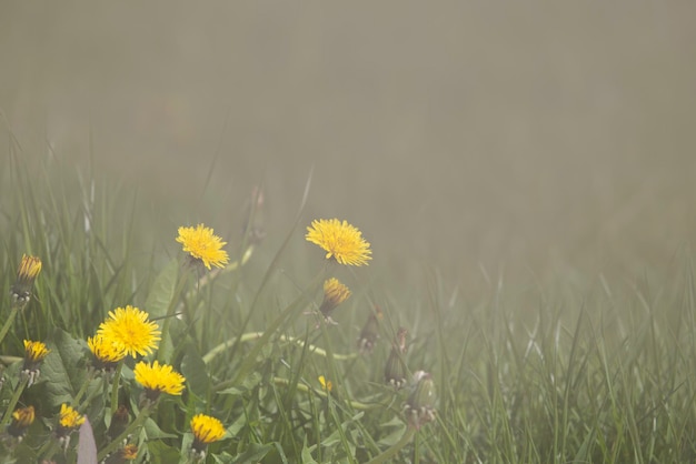 yellow dandelions in the grass