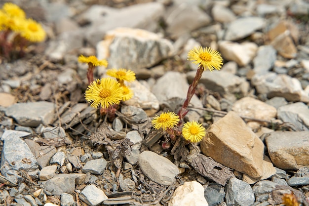 Yellow dandelions grow from under the stones