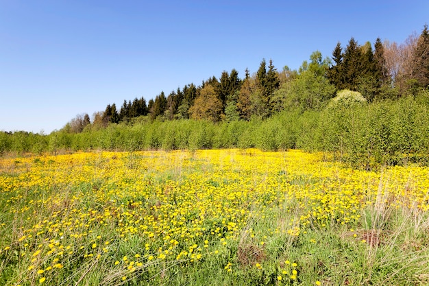 Yellow dandelions - a large number of yellow dandelions photographed in spring season