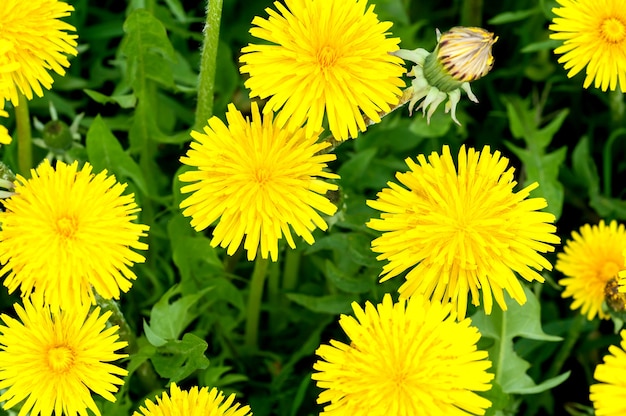 Yellow dandelions on the lush grass the light of the sun