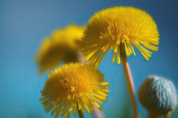 Yellow dandelions in a meadow against a blue sky in the warm spring or summer macro