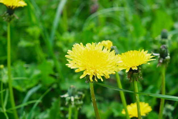 Yellow dandelions in meadow at summer, field of flowers nature background