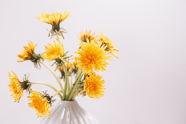 Yellow dandelions in vase on white background close up copy space Bouquet sunny wildflowers dandelions in ceramic vase in bright background