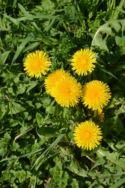 Yellow dandelions