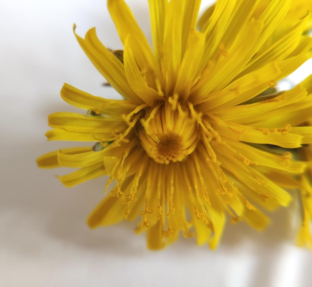 Yellow dandelions