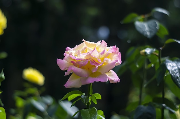 Yellow dew rose in outdoor park with green leaves on sunny day