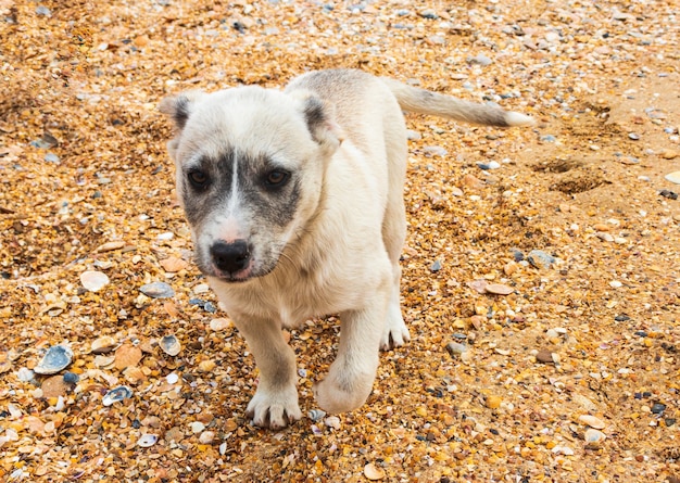 Yellow dog on the beach