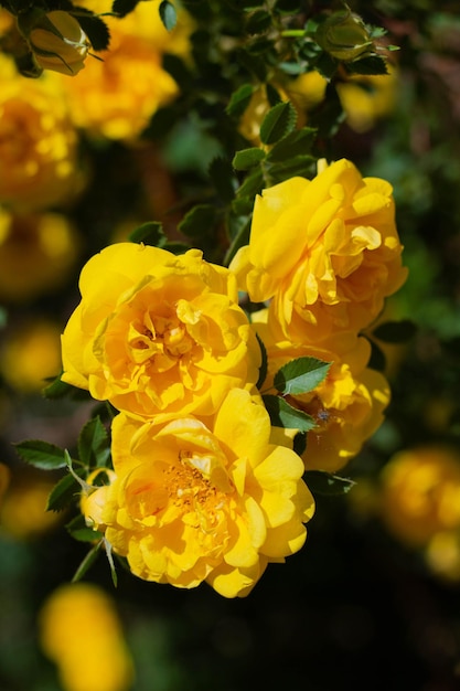 Yellow dogrose Bush in bloom on a sunny day