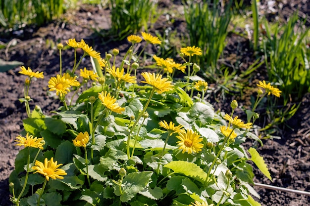 Yellow doronicum flowers among green leaves closeup