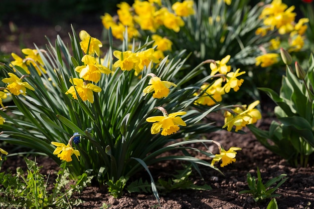 Yellow double narcissus Tahiti blooms in the garden