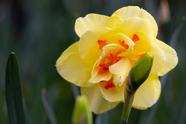 Yellow double narcissus Tahiti blooms in the garden