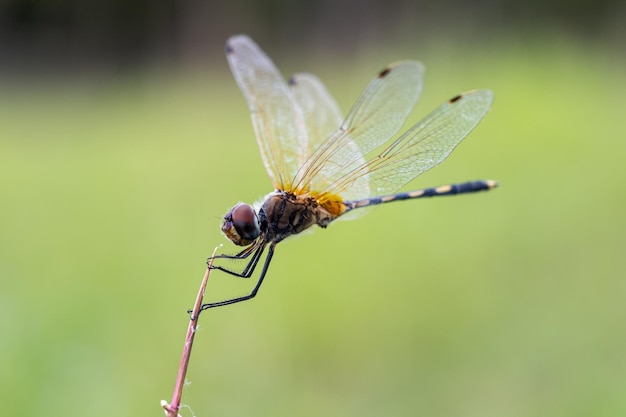 Yellow dragonflies are on the flowers in nature