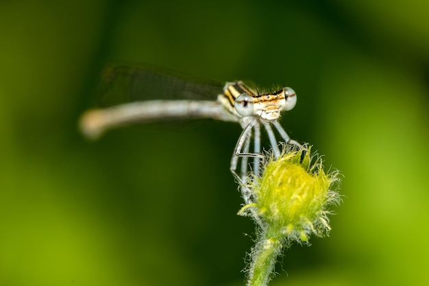 Yellow dragonfly macro front view