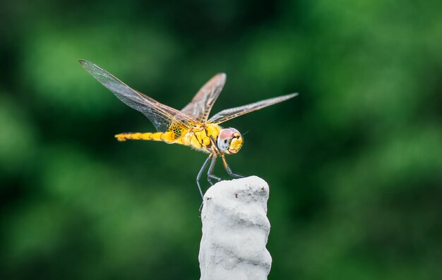 Yellow dragonfly sitting on a white rod close up